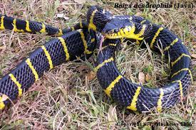 Boiga Dendrophila Mangrove Snake Animals Wild Animals Snake