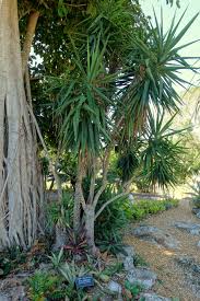 Image result for Yucca gigantea
