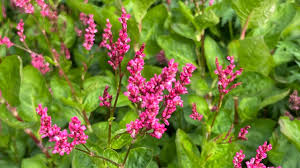 Image result for Indigofera punctata