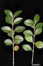Image result for ligustrum ovalifolium
