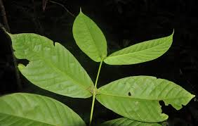 Image result for Belonophora