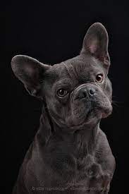 Low Key Portrait Of Louie By Elke Vogelsang Dog Portraits I Love Dogs Cute Dogs