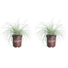 Image result for Carex leptosaccus