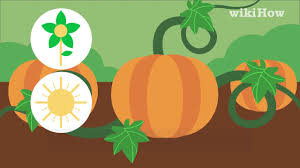 Especially if you have little ones. How To Grow A Pumpkin 13 Steps With Pictures Wikihow