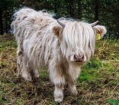 Most Probably Scotland S National Animal National Animal Scotlands National Animal Animals