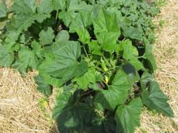 With this information, careful consideration for what neighboring plants to plant alongside them is key. How To Grow Courgettes A Novice S Guide To Vegetable Gardening