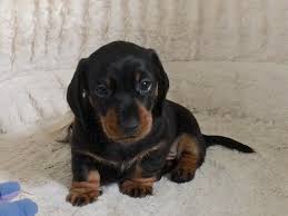 Black And Tan Dachshund Puppy 23 Baby Black And Tan Dachshund Puppies In 2020 Dachshund Puppies