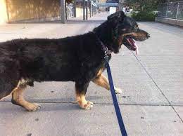 Rottweiler mix dog mixes mixed breed corgis make me smile cute puppies geometry cute animals kid. Corgi Rottweiler Mix Puppies Petsidi