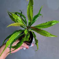 Image result for Biophytum crassipes