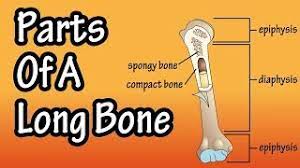 Bone not color the articular cartilage; Parts Of A Long Bone Youtube