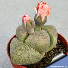 Do not try to push the roots deep into the planting hole or pot. Pleiospilos Nelii