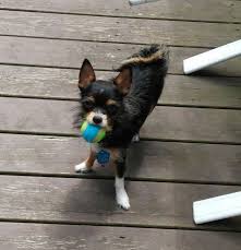 How much does a chihuahua puppy cost? Pets For Adoption At The Chi Society Of Ct In Glastonbury Ct Petfinder