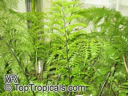 Image result for Asplenium smedsii