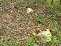 Mempersiapkan kandang merupakan salah satu faktor terpenting dalam ternak puyuh petelur ini. Potret Domba Domba Mati Bergelimpangan Dimangsa Macan Tutul Lebak