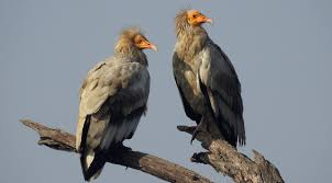 This is the life project egyptian vulture new life hd streaming camera from the egyptian vultures' niche. Irreplaceable In Every Way The Mike Nowak Show