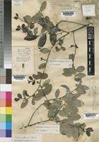 Image result for Mystroxylon aethiopicum