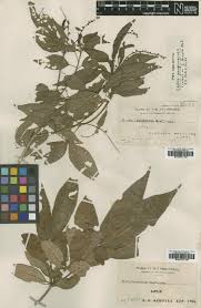 Image result for Croton gossweileri