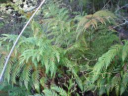 Image result for Todea