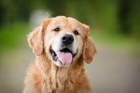 To help fight feline overpopulation, we are offering certificates to spay or neuter your cat or kitten for low cost. The Case For India S Street Dogs Humane Treatment Live Science