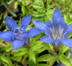 Image result for Gentiana asclepiadea alba