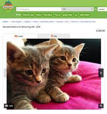 Or By Scrolling Through Websites Like Gumtree Or Petfinder Looking At Cats You Could Actually Own Cat Person Cats Cats And Kittens