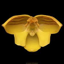 Image result for Polystachya adansoniae