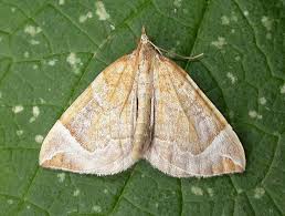 Image result for Eulithis testata