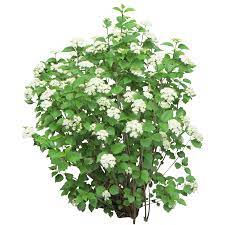 Bush With White Flowers Png 2527 2527 Bush With White Flowers Plants Shrubs