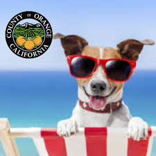 TOP 10 BEST Bee Removal in Newport Beach, CA