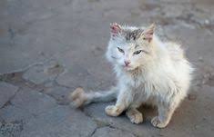 pets are yours for life don t throw them away 子猫 動物 ペット用品