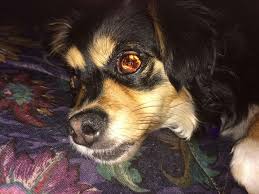 Adrienne farricelli (author) on june 29, 2019 When I Take Pictures Of My Blind Dog W The Flash On It Looks Like There Is Fire In Her Eyes Mildlyinteresting