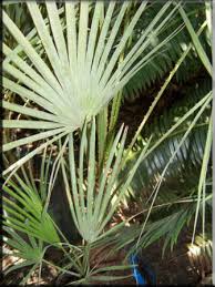 One vendor has this plant for sale. Coast Road Palms For The Tropical Look Acoelorrhaphe Wrightii Silver Saw Palm