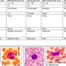 Red Blood Cell Morphology Grading Chart Download Table