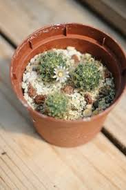 Established in 1954 this cactus and succulent nursery has been owned and operated by the schwegmann family since 1967. Green Buddy Nursery Greenbuddynursery Profile Pinterest