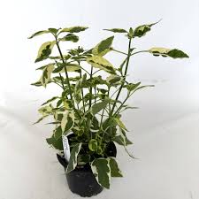 Image result for Asystasia vogeliana