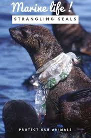 Plastic Pollution Injuring Marine Life We Need To Work Together To If We Are Ever Going To Solve The Growing Marine Life Reduce Plastic Waste Ocean Pollution