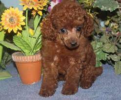 Poodles For Sale Toy Poodle Breeders Puppies For Sale Renowned Poodles Poodle Puppies For Sale Poodle Poodle Puppy