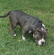 Blue pitbull ready for home if interested or would like more information please contact me. Bully Blue Pitbulls For Sale Houston Tx Champion Blood Lines