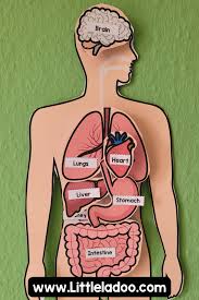 Image result for internal organs