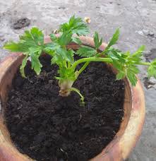 Check spelling or type a new query. Guna 3 Petua Baja Ni Supaya Pokok Daun Sup Gemuk Gemuk Merimbun Dan Segar Memamg Menjadi Keluarga