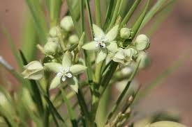 Image result for Kanahia