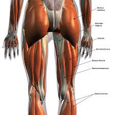 This premium muscle model is life sized and comes on a sturdy base for easy display and study. Rear View Of Leg Muscles On White Photograph By Hank Grebe