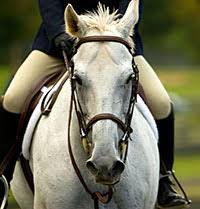 When combined with traditional psychotherapy, activities involving horses can help people suffering from a range of mental conditions, including depression and adhd. Most Common Horse Illnesses And Injuries Revealed By Petplan Equine Petplan Equine