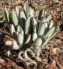 Image result for Kalanchoe hametiorum