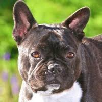 Sheriff's officials say the first french bulldog reported missing was arthur. French Bulldog Rescue Adoptions