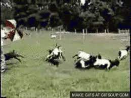 Fainting Goats Gifs Get The Best Gif On Giphy
