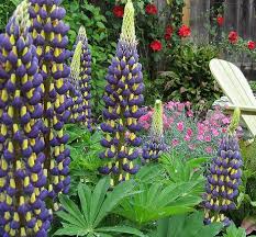 Do you know when and how to deadhead flowers for so deadheading is a good thing to do. Lupinus Plant Growing Guide How To Grow Lupin Lupineq