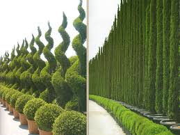 Italian Cypress Trees Decoration Jpg 800 600 Italian Cypress Trees Privacy Landscaping Backyard Garden Design