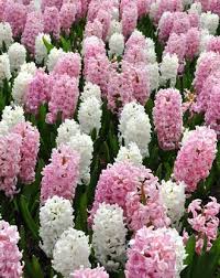 When planting in pots, the bulbs can be spaced more closely than when planting in the ground because the bulbs won't need room to multiply. Ship Now Top Size Bulbs Of Hyacinthus Orientalis Pink Pearl Dutch Hyacinth Bulbs Roots Rhizomes Plants Seeds Bulbs