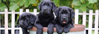 The breed started back in 1989 when the breeding manager of the royal guide dog association of australia in victoria bred a litter of puppies mating a standard poodle and labrador. Home Kodalihart Labradors